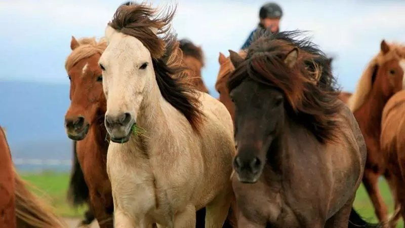نژاد برتر اسب‌های ایرانی
