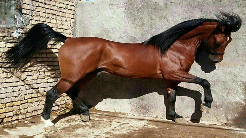 قیمت اسب‌های ایرانی چقدره