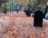 پیاده روهای خیابان ولیعصر پر از برگ های پاییزی