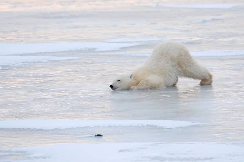 مهاجرت خرس های قطبی را به صورت زنده تماشا کنید