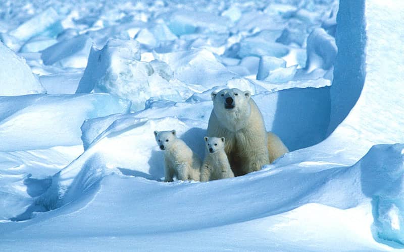خرس قطبی با دو فرزندش در میان برف ها