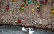 اردک هایی در آب کنار صخره