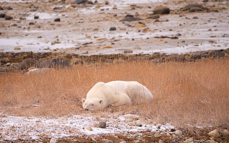خوابیدن خرس قطبی
