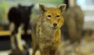 روباه موزه تنوع زیستی پردیسان