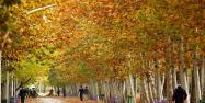 پیاده روهای اطراف خیابان ولیعصر در پاییز