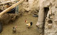 محل نگهداری مرغ و خروس در روستای نایبند