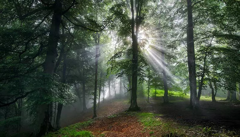 عمق جنگل هیرکانی شمال و درخشش نور از میان شاخه های درخت