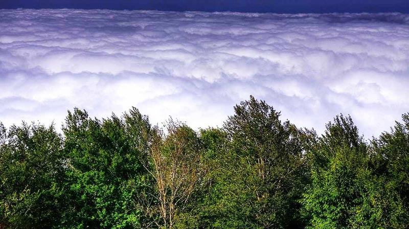 درختان جنگل ابر شاهرود در میان انبوه ابرها