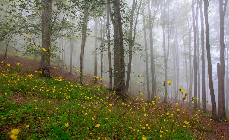 گل های زرد بهاری در جنگل مه گرفته هیرکانی 
