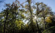 درخشش نور خورشید از میان درختان جنگل واز