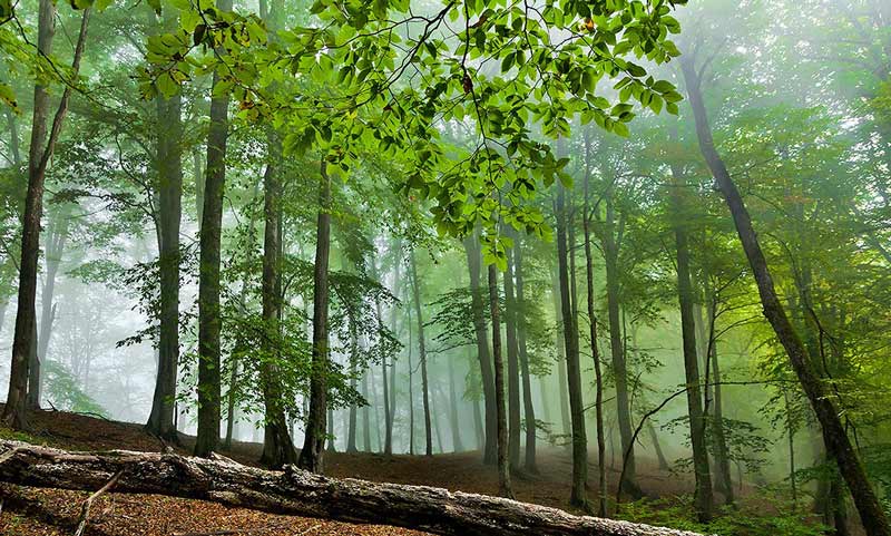 درختان سبز رنگ جنگل هیرکانی روی شیب جنگل در میان مه