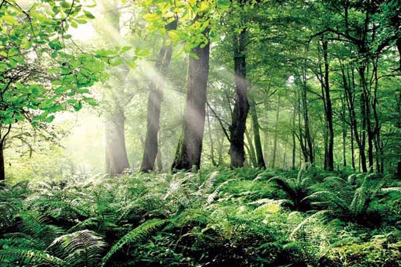 درخشش نور خورشید از میان درختان در دل جنگل های هیرکانی