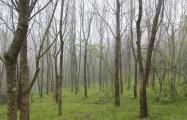 درختان جوان در میان جنگل بولای ساری