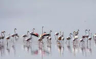 فلامینگوها در دریاچه ارومیه