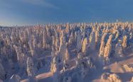 جنگلی مملو از برف در فنلاند