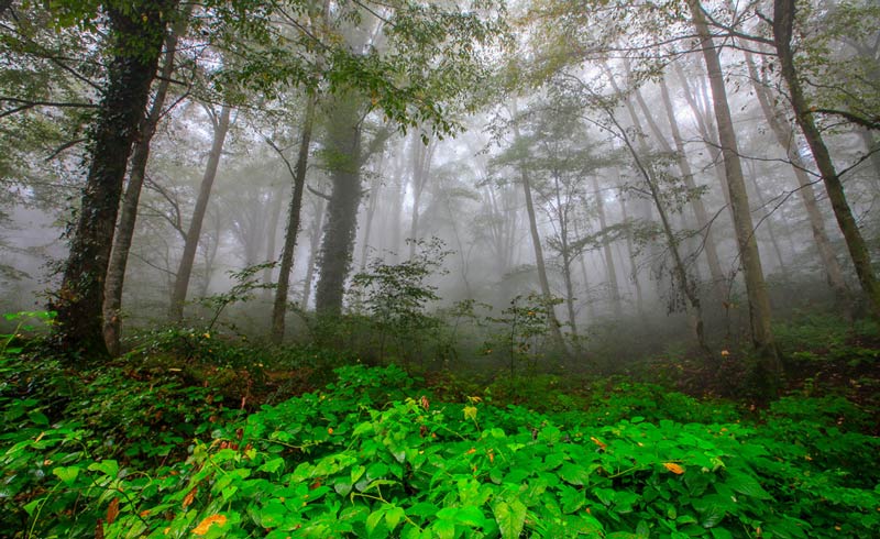 درختچههای برگ سوزنی در میان درختن مه گرفته در جنگل های هیرکانی