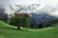 تک درخت در میان ابرهای جنگل ابر