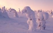شکل عجیب درختان در زیر برف