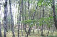 درختان نهال در جنگل خشکه داران