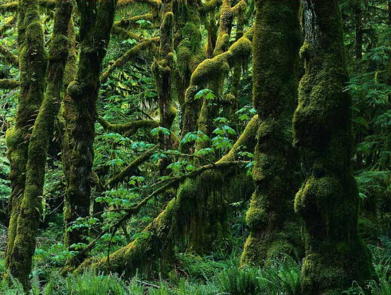 پوشش گیاهی انبوه با درختان جلبک بسته در جنگل های هیرکانی