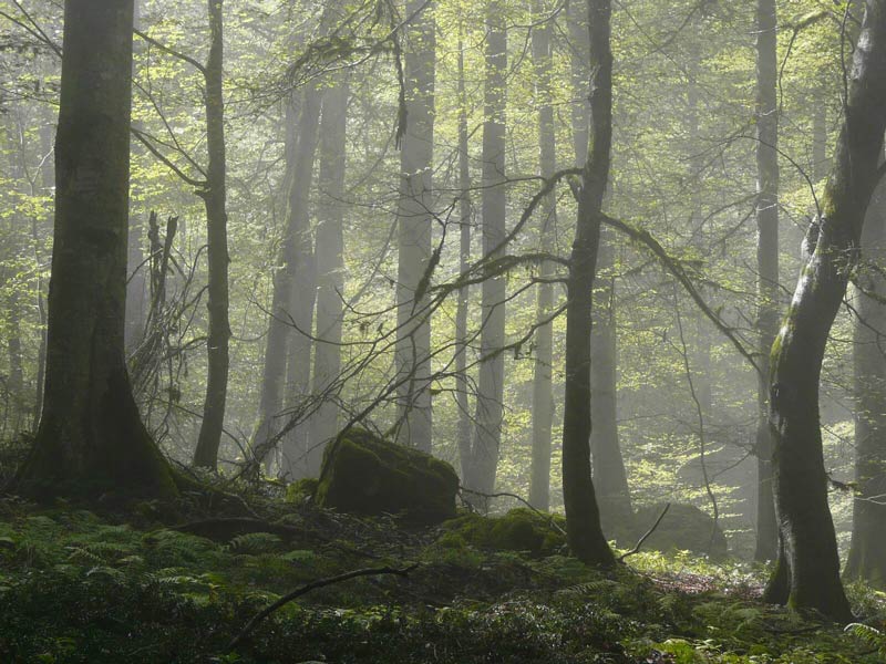 فضای مه گرفته جنگل های هیرکانی و پوشش گیاهی آن
