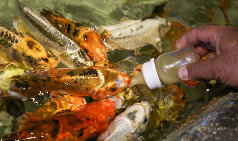 آکواریوم اصفهان