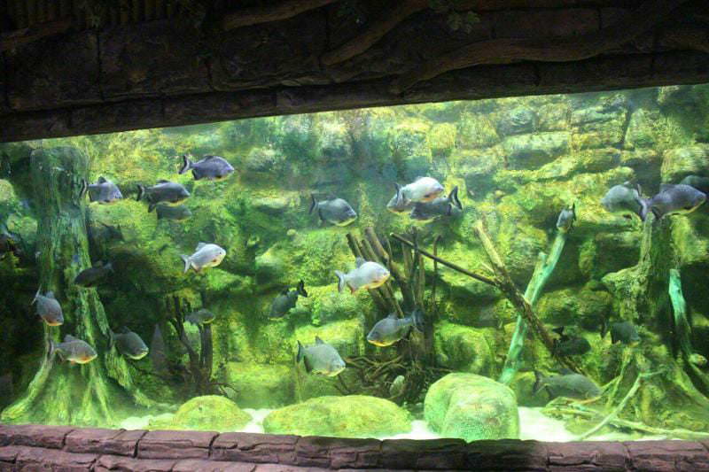 آکواریوم بندر انزلی