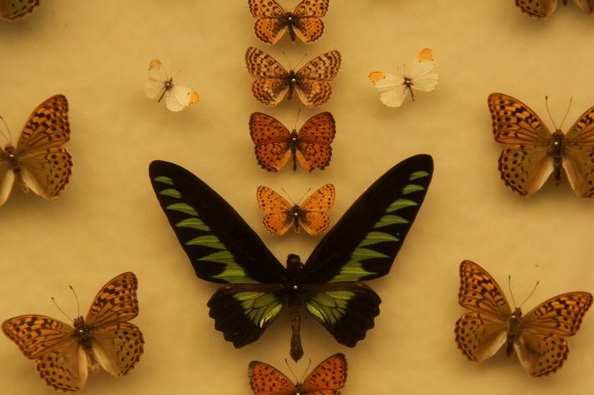 باغ موزه پروانه ها اصفهان کجاست | عکس + آدرس و هر آنچه پیش از رفتن باید بدانید - کجارو