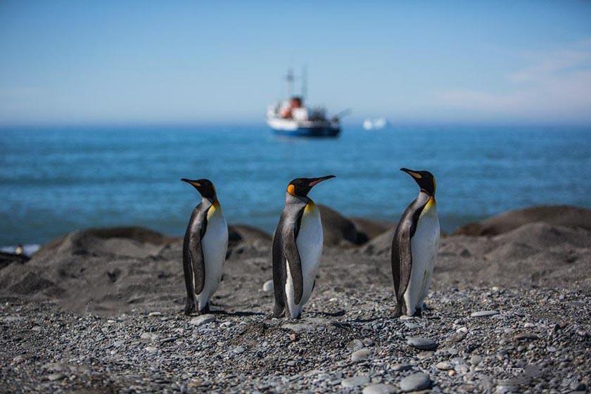  در تور مجازی قطب جنوب شاه پنگوئن‌ها را تماشا کنید
