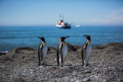  در تور مجازی قطب جنوب شاه پنگوئن‌ها را تماشا کنید