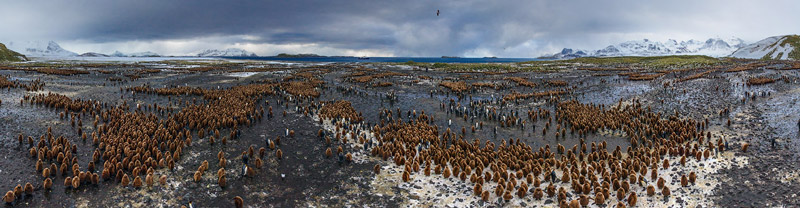 تصویر پانوراما پنگوئن ها؛ جزیره جورجیای جنوبی