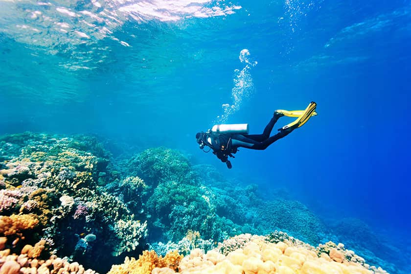 با تور مجازی به دنیای زیر آب سفر کنید