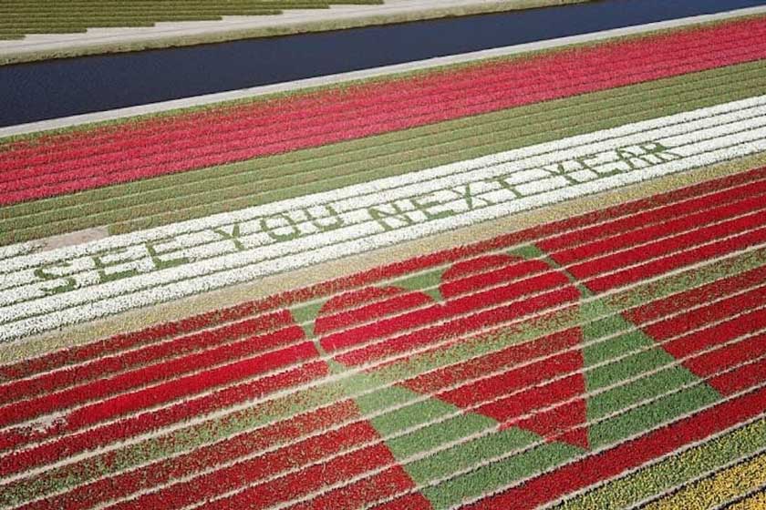 مزرعه‌ای در هلند، با لاله هایش پیام امید به جهان می‌فرستد