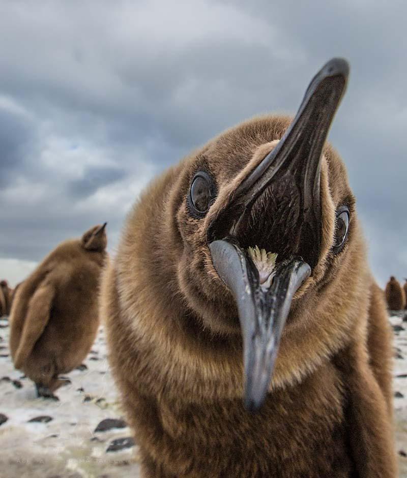 جوجه پنگوئن ها؛ جزیره جورجیای جنوبی