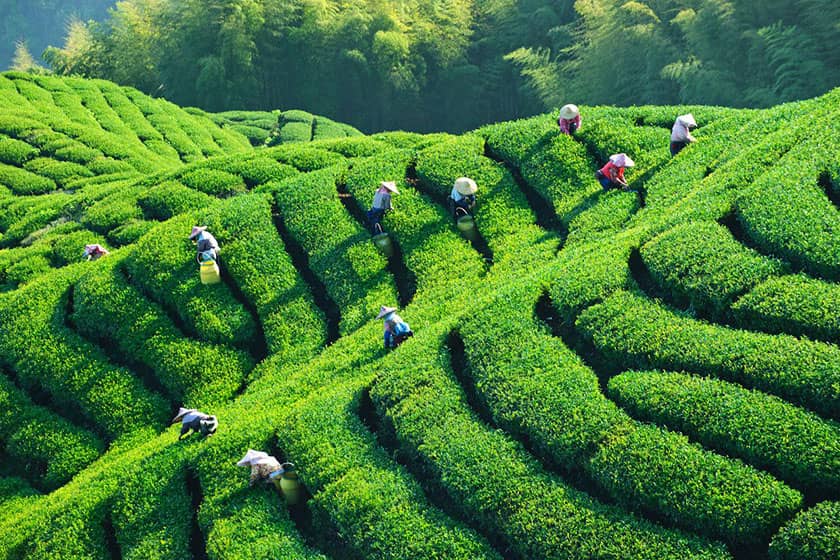 تاریخچه تولید چای در کشورهای آسیایی 