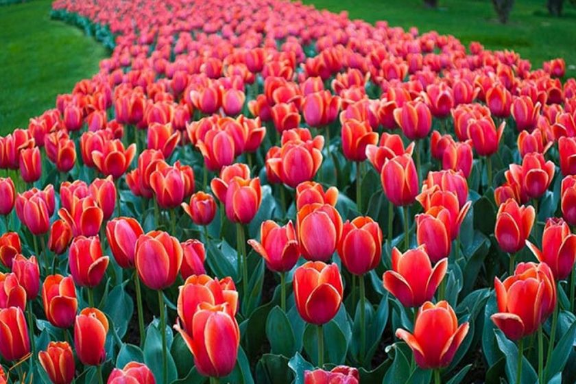 با تور مجازی از جشنواره گل‌های لاله کرج بازدید کنید