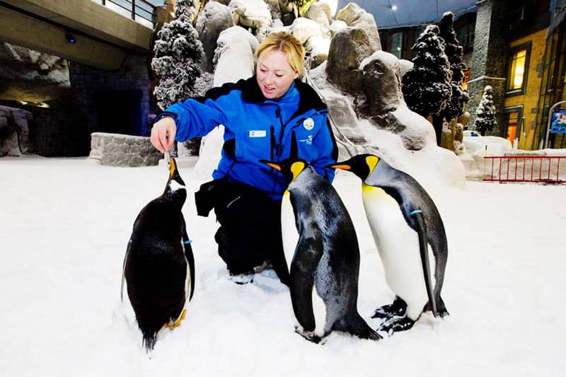گردشگری در حال غذا دادن به پنگوئن در منطقه پیست اسکی دبی