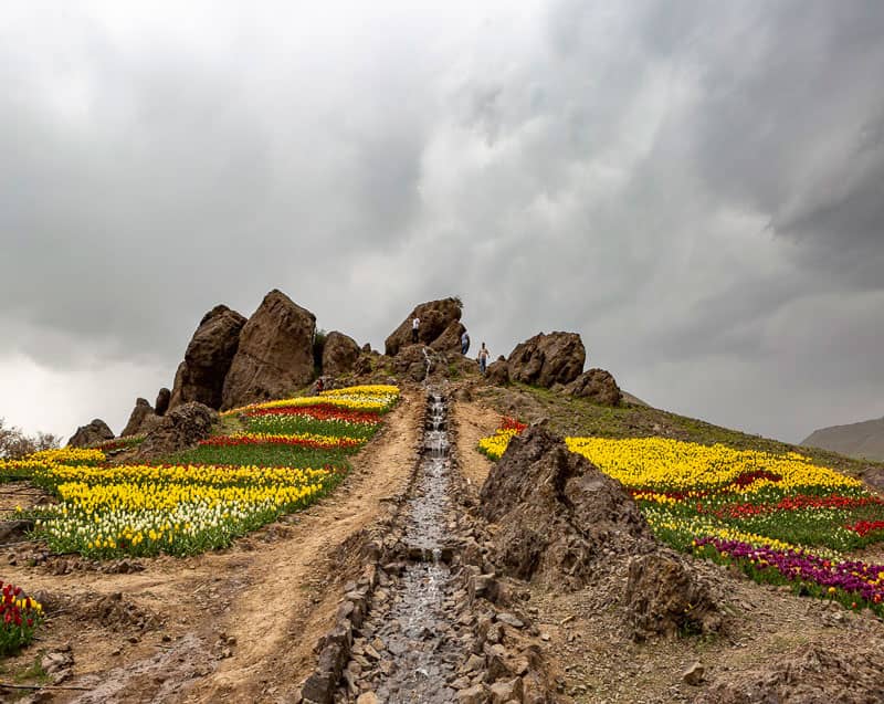 دشت لاله های روستای کندر کرج