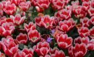 تصاویر زیبا از گل لاله در باغ ایرانی