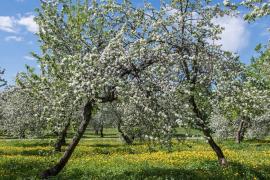 تور مجازی شکوفه‌‌های سیب در مجموعه کولومنسکه مسکو