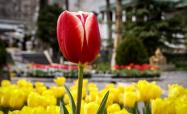 گل لاله باغ موزه هنر ایرانی
