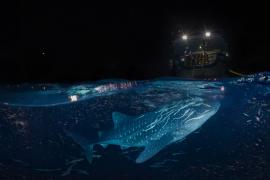 با تور مجازی به دیدن کوسه نهنگ ها در آب‌های مالدیو بروید