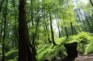 جنگل دالخانی در بهار