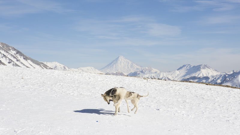 گرگ سفید در دامنه های برفی کوه دماوند