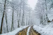 جنگل دالخانی در زمستان
