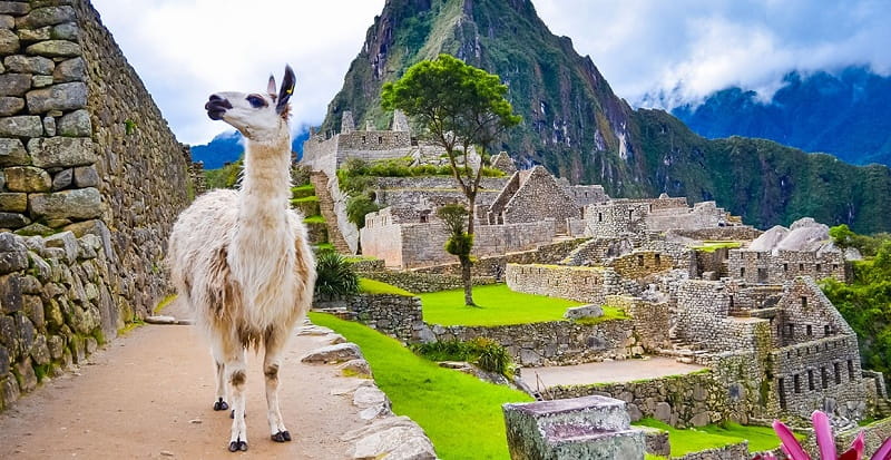 یک لاما در ماچو پیچو؛ پرو