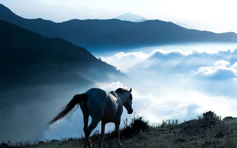 اسبی وحشی در کنار اقیانوسی از ابر در ارتفاعات کوهستانی