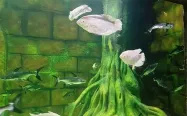آکواریومی با ماهی های کوچک سفید و تنه درخت