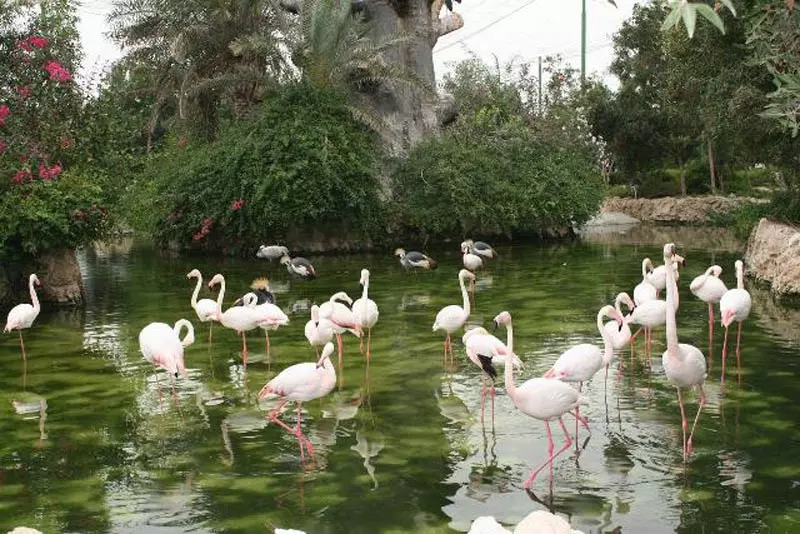 تجمع فلامینگوها در حوضچه باغ چرندگان بندر عباس
