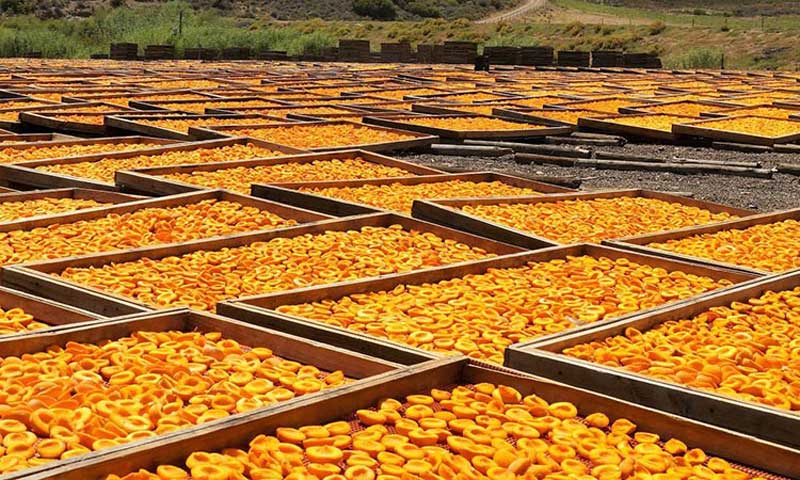 خشک کردن زردآلوهای قیسی صادراتی در شاهرود